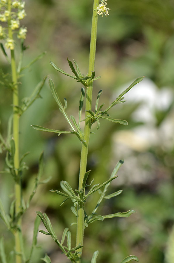 Reseda lutea / Reseda comune